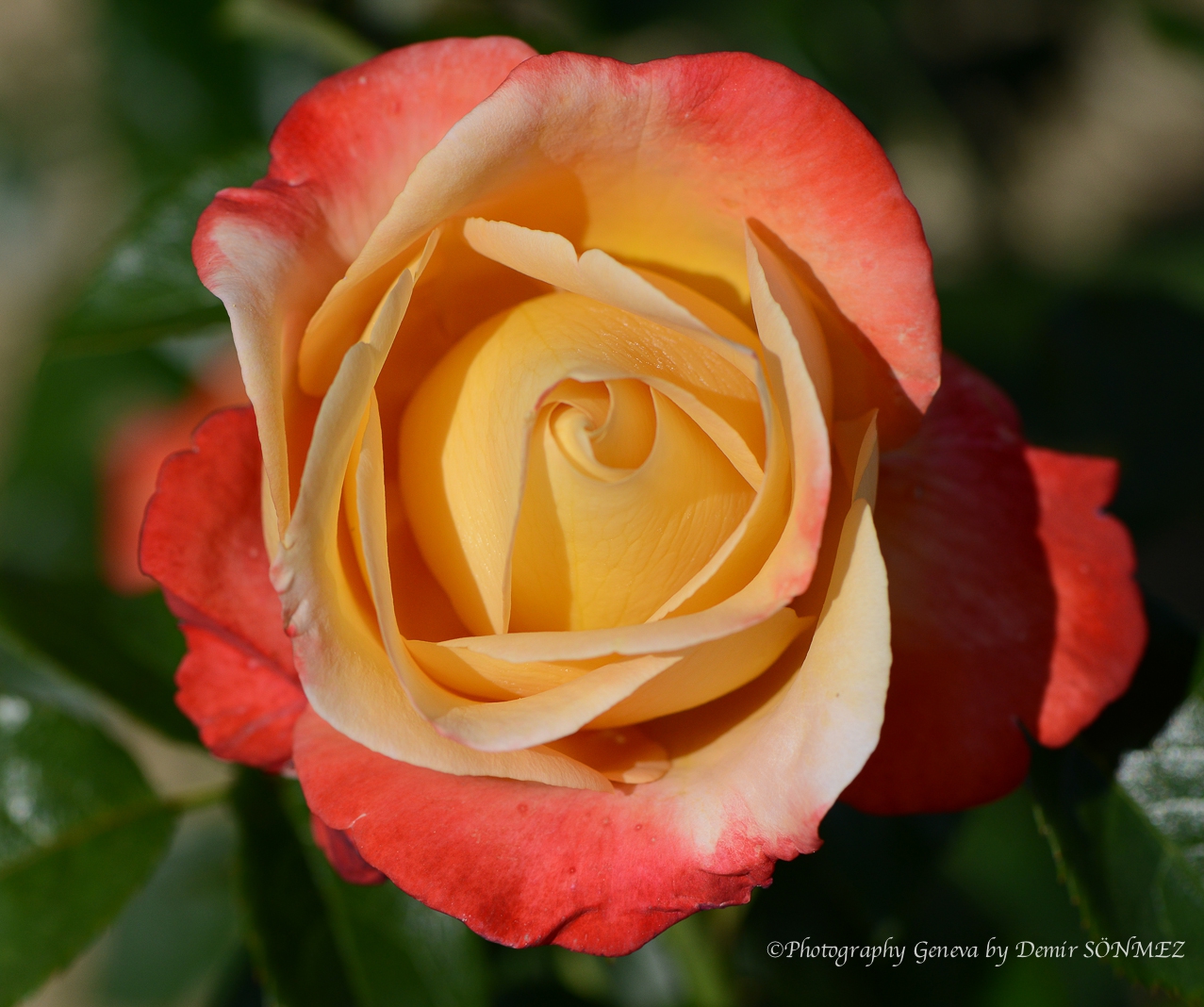 Les Roses de parc des franchises à Genève-6159.jpg