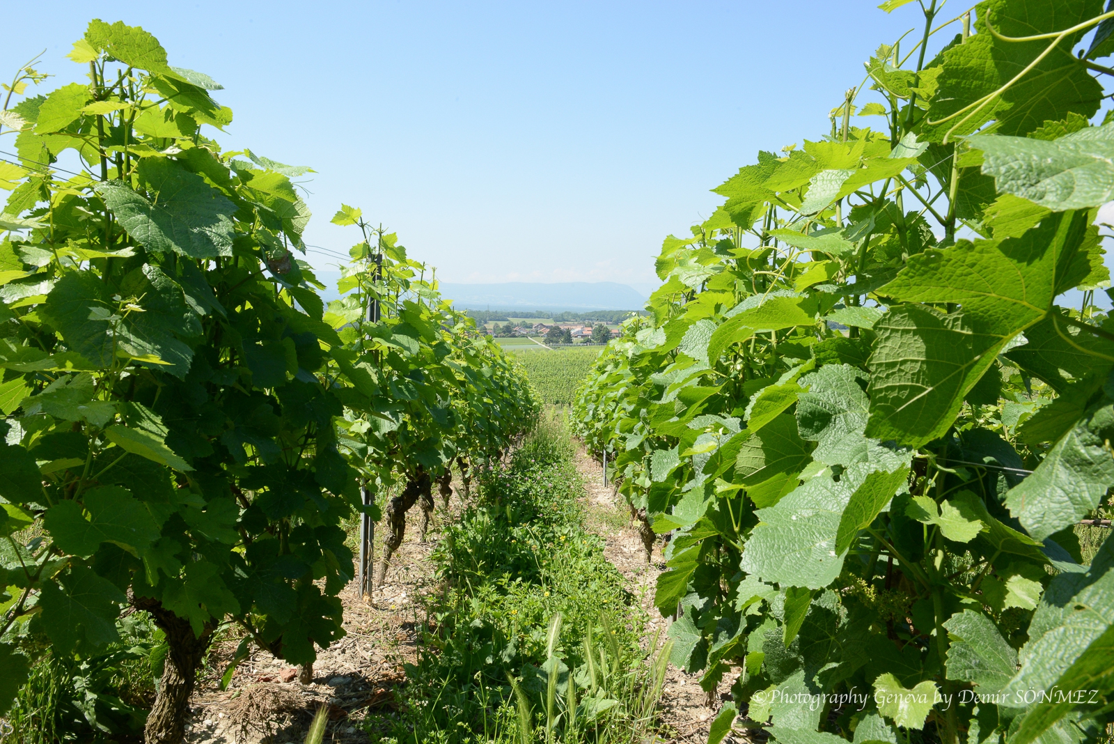 La Vigne des Nations consacrée à Green Cross International-7740.jpg