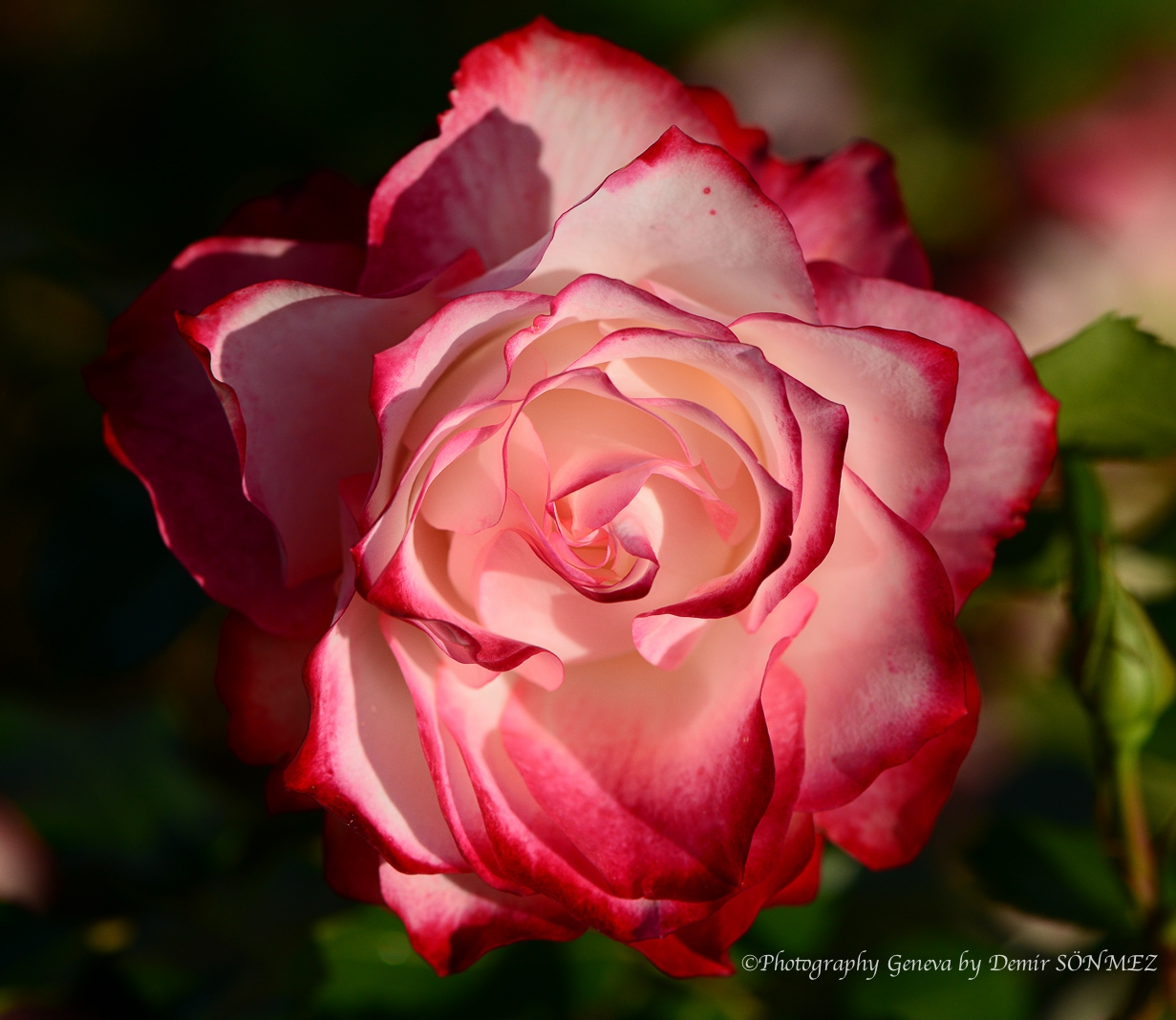 Les Roses de parc des franchises à Genève-6419.jpg