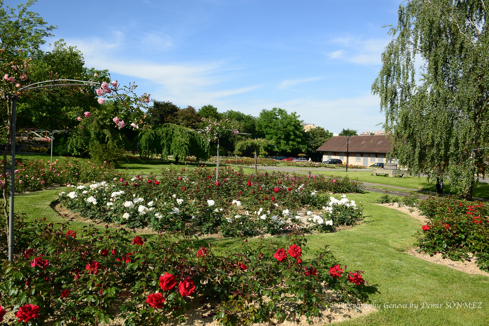 Les Roses de parc des franchises à Genève-6312.jpg
