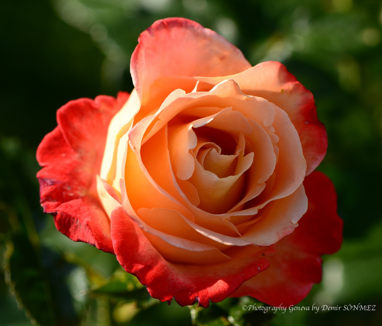 Les Roses de parc des franchises à Genève-6421.jpg