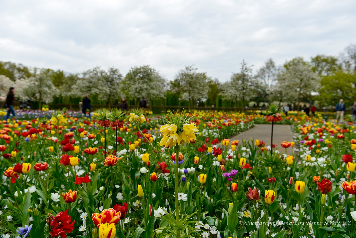 tulipes-5410.jpg