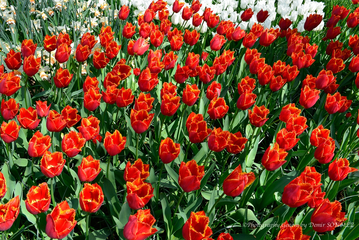 tulipes-5283.jpg