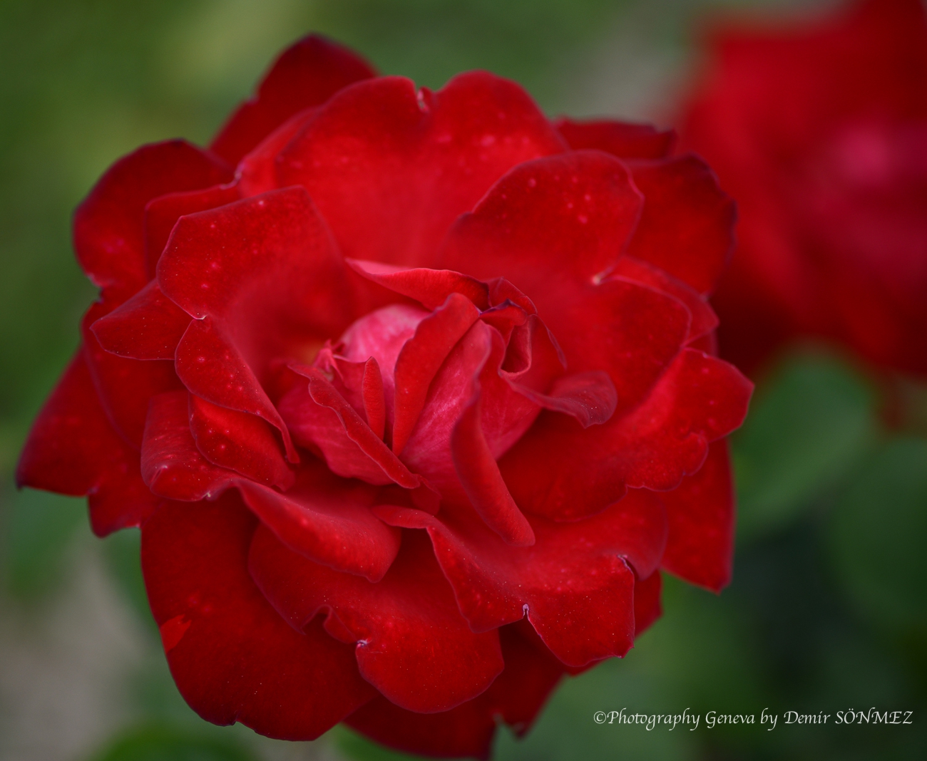 Les Roses de parc des franchises à Genève-6071.jpg