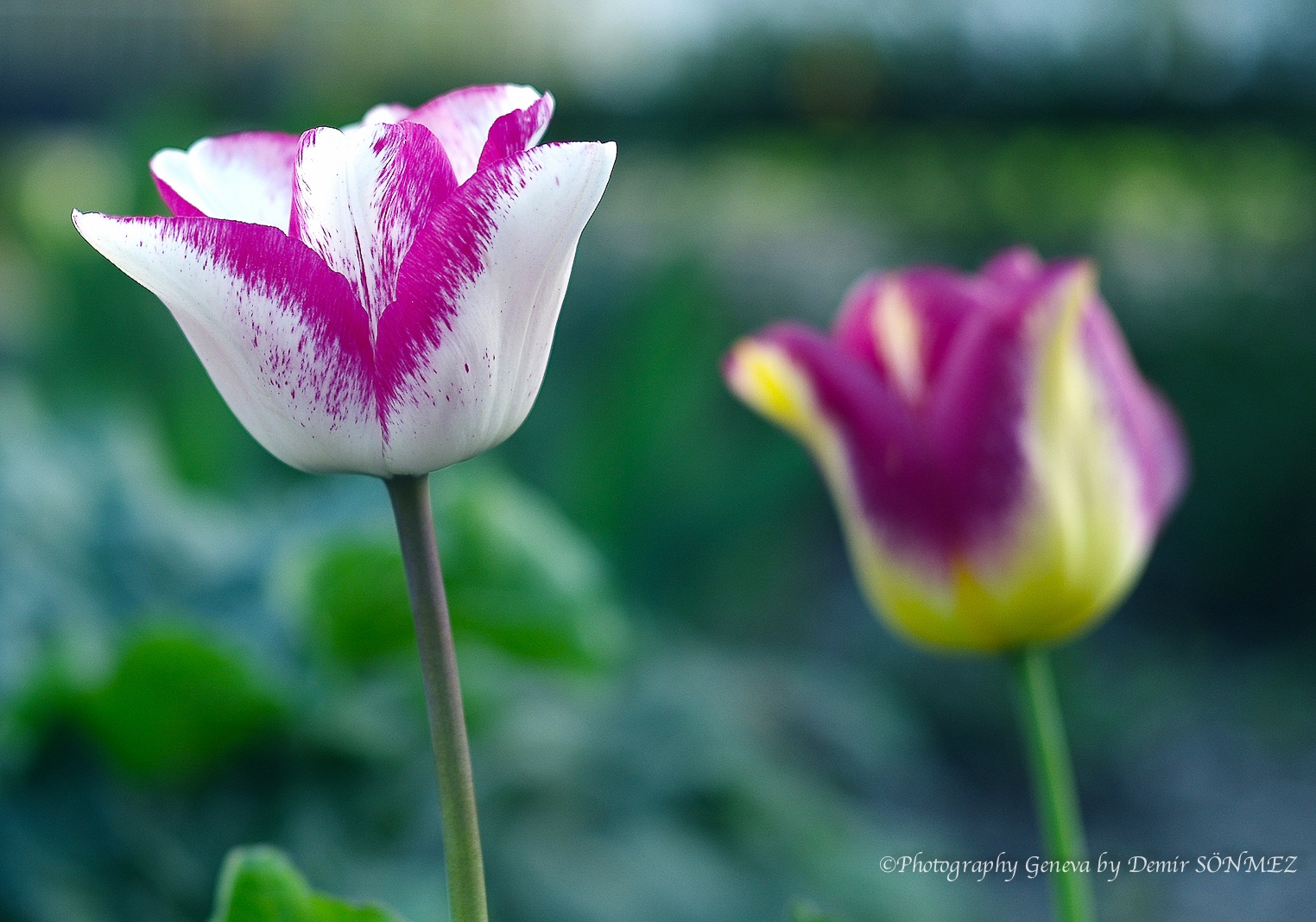 Nature-1019640.jpg