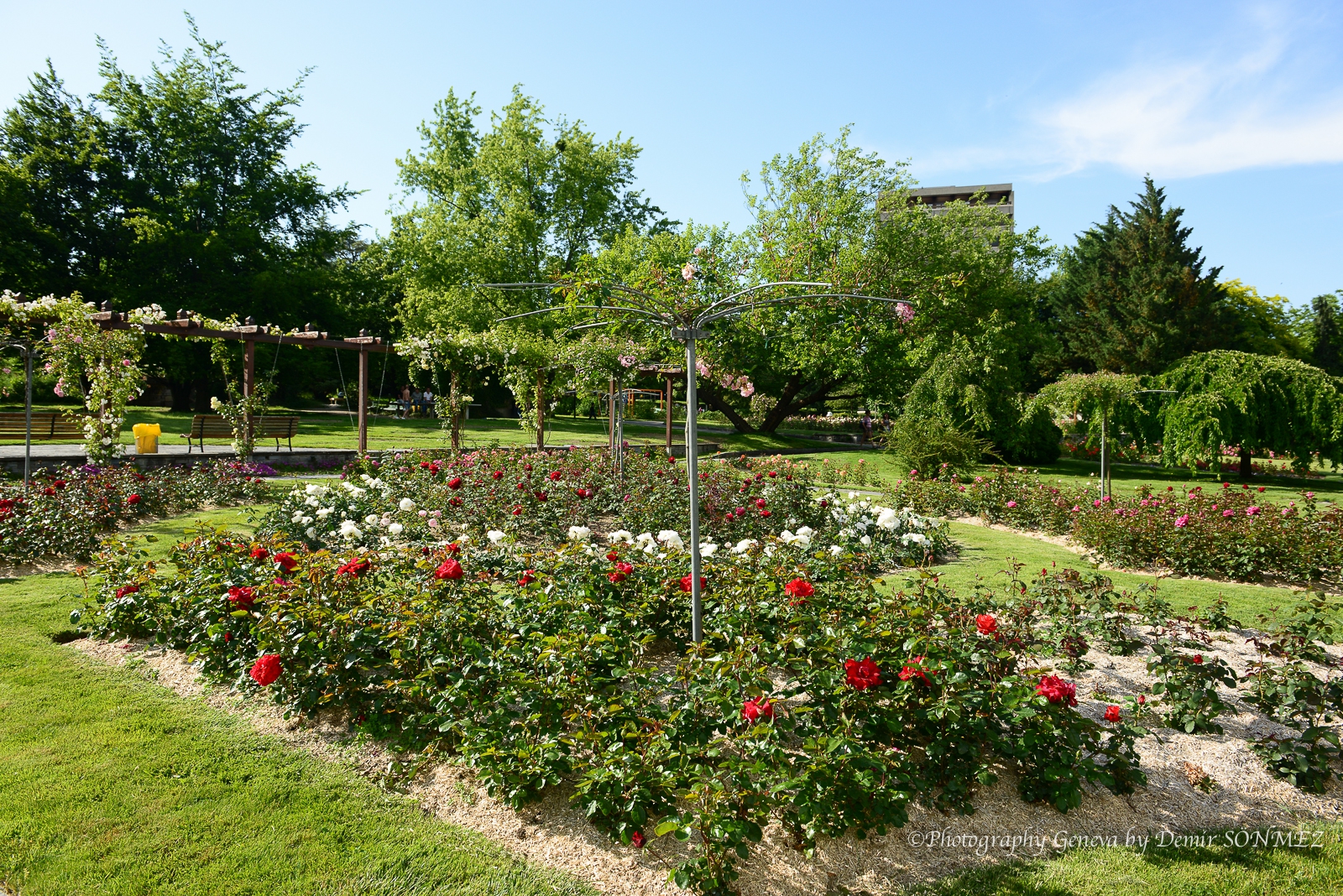Les Roses de parc des franchises à Genève-6295.jpg