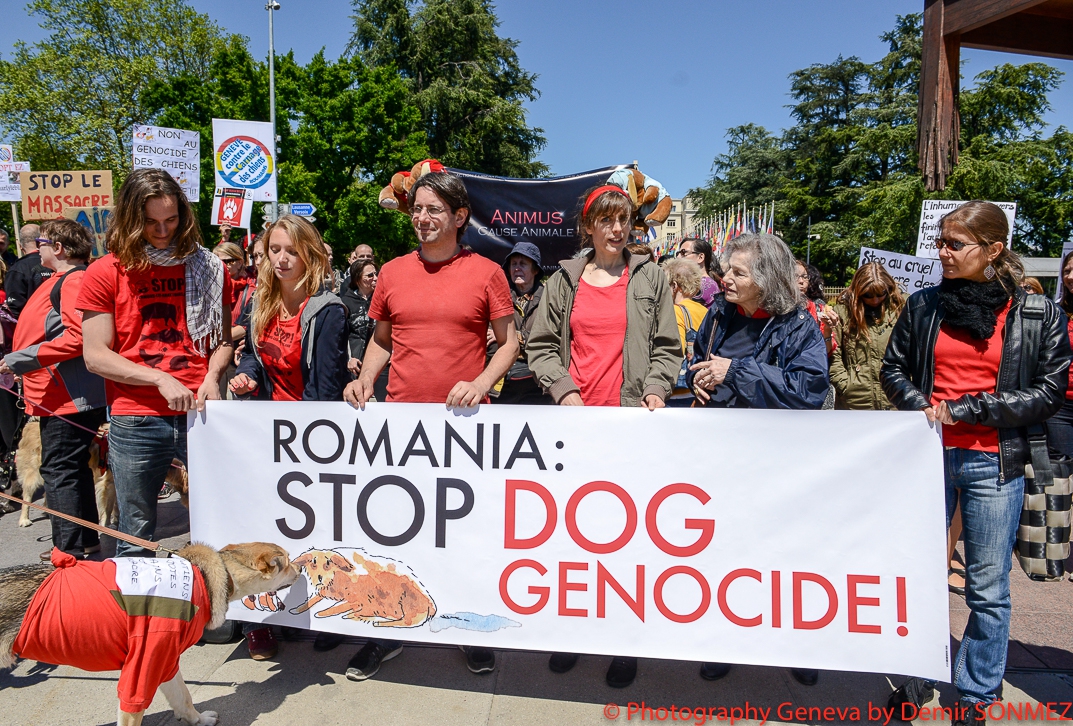 -2014-05-17_Le massacre des chiens en Roumanie.jpg