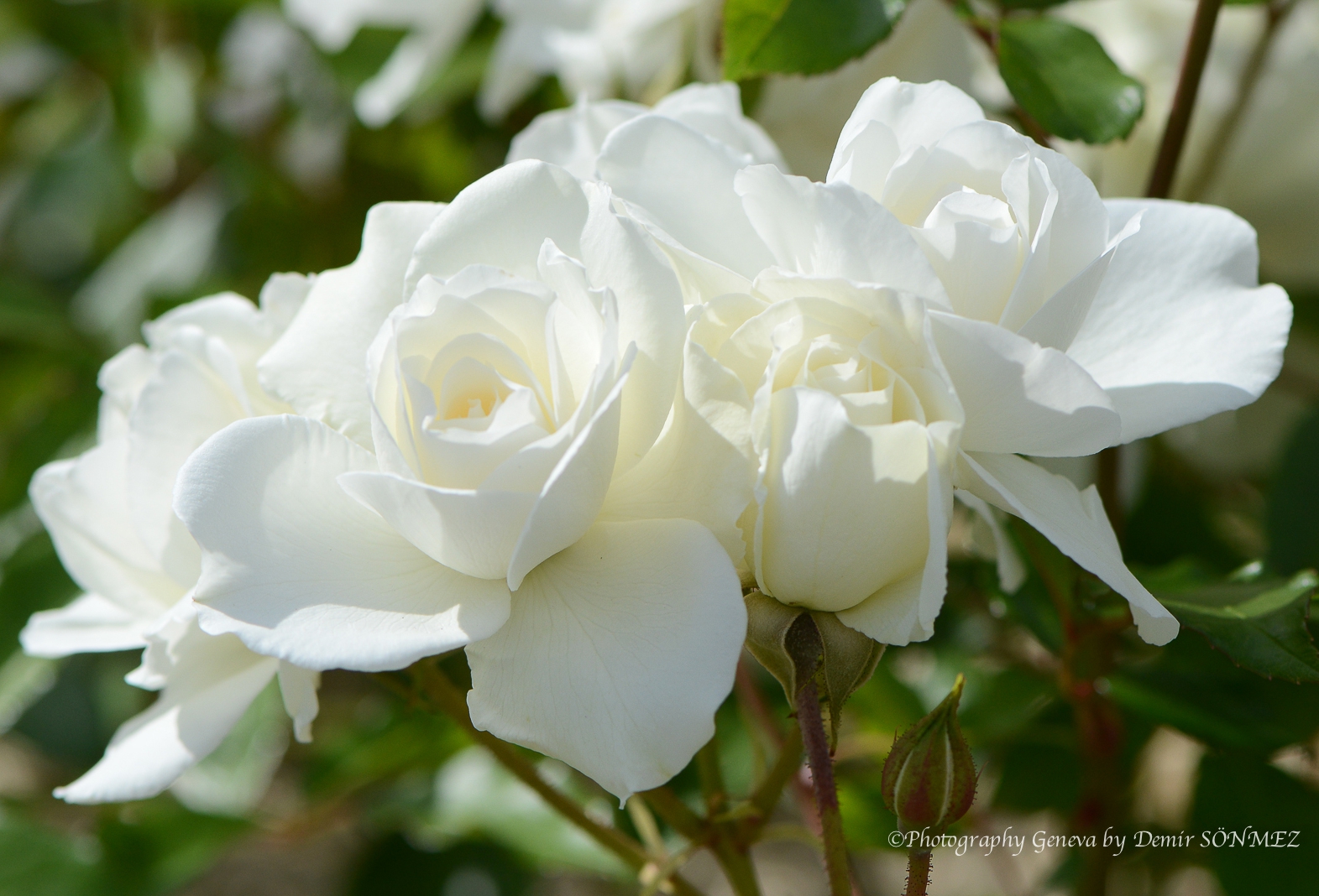 Les Roses de parc des franchises à Genève-6116.jpg