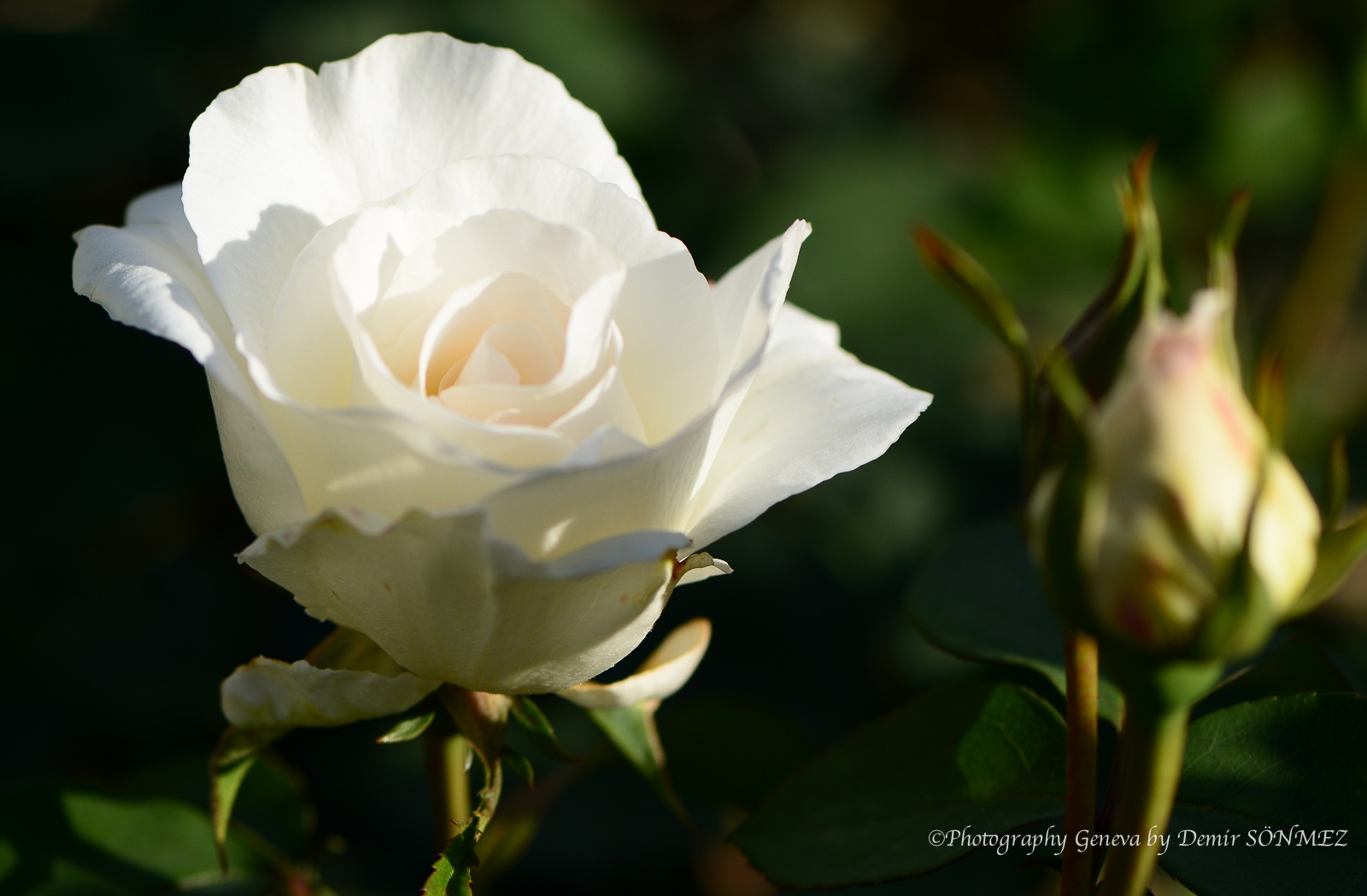 Les Roses de parc des franchises à Genève-6370.jpg